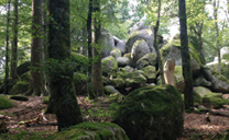 Genusswandern, Stille & Yoga im mittleren Schwarzwald